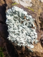 Xanthoparmelia cumberlandia