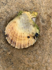 Scaeochlamys livida