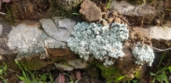 Xanthoparmelia cumberlandia