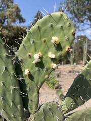 Cactophagus spinolae