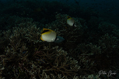 Chaetodon oxycephalus