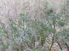 Echium