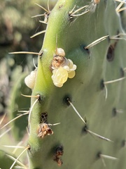 Cactophagus spinolae