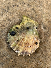Scaeochlamys livida