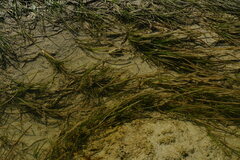 Zosteraceae