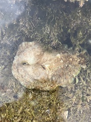 Dolabrifera brazieri