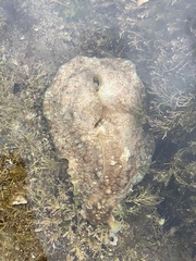 Dolabrifera brazieri