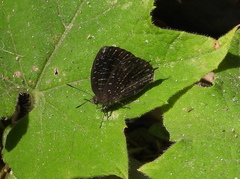 Arhopala democritus