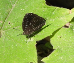 Arhopala democritus