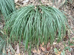 Liriope graminifolia