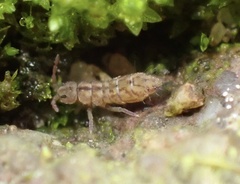 Isotomurus