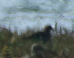 Pluvialis squatarola