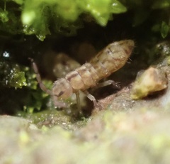 Isotomurus