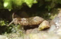 Isotomurus