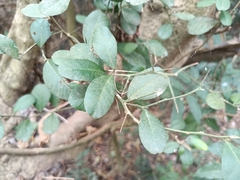 Atalantia buxifolia