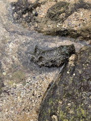 Dolabella auricularia