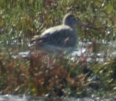 Limosa