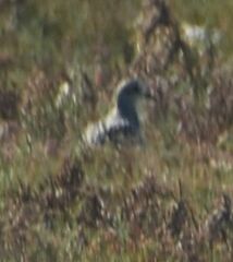 Pluvialis squatarola