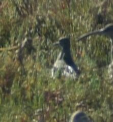 Pluvialis squatarola