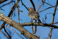 Setophaga coronata coronata