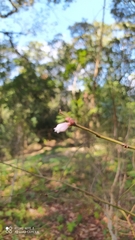 Vaccinium corymbosum