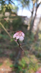 Vaccinium corymbosum