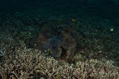 Tridacna gigas