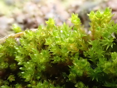 Bryum barnesii