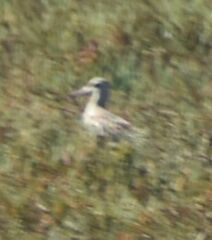 Limosa