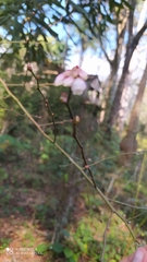 Vaccinium corymbosum