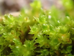 Bryum barnesii
