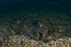 Tridacna gigas