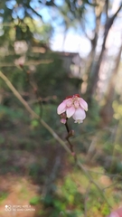 Vaccinium corymbosum