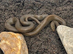 Lycodonomorphus rufulus