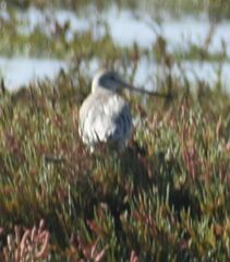 Limosa