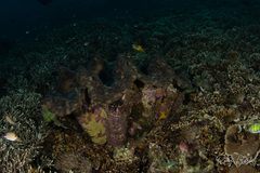 Tridacna gigas