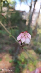 Vaccinium corymbosum