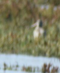 Limosa limosa