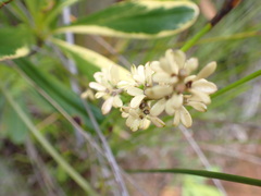 Scaevola beckii