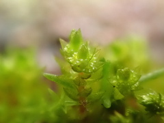 Bryum barnesii
