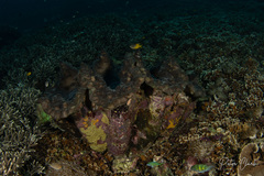 Tridacna gigas