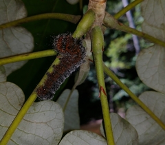Acronicta hastulifera