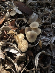 Marasmius albogriseus