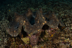 Tridacna gigas