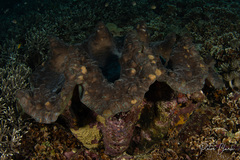 Tridacna gigas