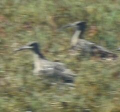 Numenius phaeopus