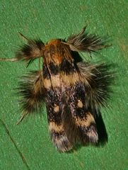 Zatrichodes horrifica