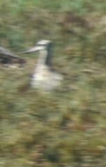 Limosa