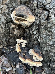 Ganoderma polychromum