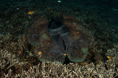 Tridacna gigas